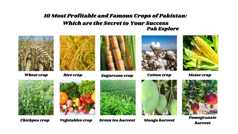10 Most Profitable and Famous Crops of Pakistan Which are the Secret to Your Success