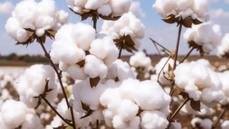 Pakistan is among the world’s top cotton-producing countries, which provides a significant advantage to the textile industry in Pakistan