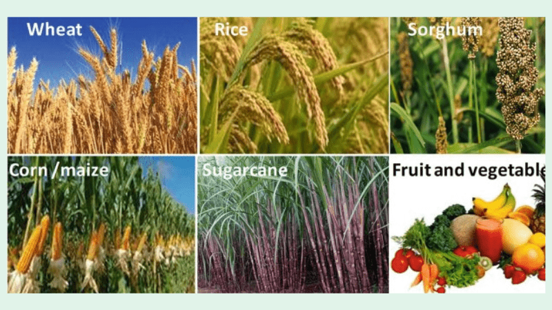 This is a type of main industries of Pakistan. Major agricultural products of the country include wheat, rice, cotton, sugarcane, fruits and vegetables.